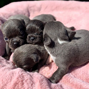 cute chihuahua puppies for homes Crown Point