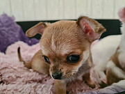 fantastic chihuahua puppies seeking homes Frankfort