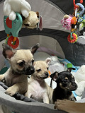 beautiful chihuahua puppies ready to go now Lee's Summit