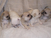 cute chihuahua puppies ready to go now O'Fallon