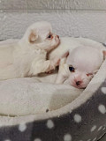 fantastic chihuahua puppies ready to go now Saint Charles