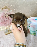 stunning chihuahua puppies ready to go now Joplin