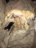 teacup chihuahua puppies Chesterfield