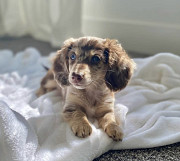 Dachshund Puppies For Sale/Adoption Available Lubbock