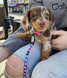 Dachshund Puppies For Sale/Adoption Available Lubbock