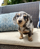 Dachshund Puppies For Sale/Adoption Available Lubbock