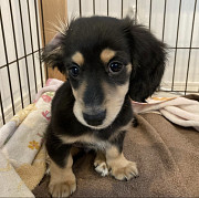 Dachshund Puppies For Sale/Adoption Available Lubbock