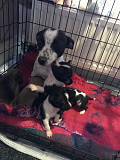 chihuahua puppies seeking homes Sedalia