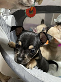 fantastic chihuahua puppies seeking homes Concord