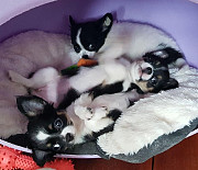 beautiful chihuahua puppies ready to go now Hannibal