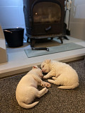 cute chihuahua puppies for homes Potomac