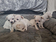 lovely chihuahua puppies ready to go now Fort Washington