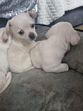 teacup chihuahua puppies for homes Landover
