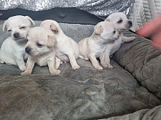 teacup chihuahua puppies for homes Landover