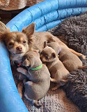 teacup chihuahua puppies ready to go now Elkridge