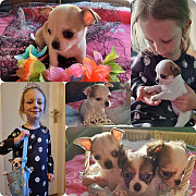 amazing chihuahua puppies seeking homes West Allis