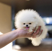 Cute little teacup Pomeranian puppy from Los Angeles