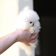 Cute little teacup Pomeranian puppy from Los Angeles