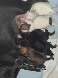 beautiful chihuahua puppies ready to go now Oak Creek