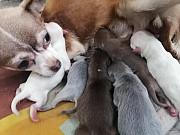 lovely chihuahua puppies ready to go now Fitchburg