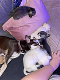 beautiful teacup chihuahua puppies Pleasant Prairie