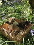 chihuahua puppies seeking homes Longmont