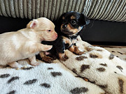 adorable chihuahua puppies seeking homes Loveland