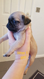 Lovely pug puppies for adoption Phoenix