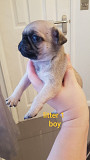 Lovely pug puppies for adoption Phoenix