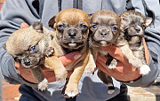 beautiful chihuahua puppies ready to go now Englewood