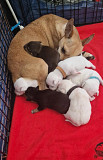 fantastic chihuahua puppies ready to go now Pueblo West