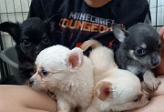 teacup chihuahua puppies seeking homes Golden