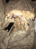 fantastic chihuahua puppies seeking homes Maplewood