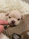 outstanding chihuahua puppies ready to go now Shoreview