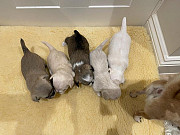 outstanding chihuahua puppies ready to go now Shoreview