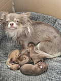 teacup chihuahua puppies ready to go now Faribault
