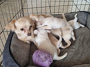 gorgeous teacup chihuahua puppies Columbia Heights
