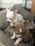 fantastic chihuahua puppies for sale Columbia