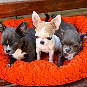 stunning chihuahua puppies seeking homes Aiken