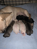 cute chihuahua puppies ready to go now Socastee