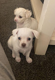 lovely chihuahua puppies ready to go now Taylors