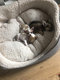 outstanding chihuahua puppies ready to go now Hanahan