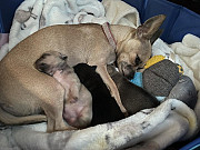 teacup chihuahua puppies Wade Hampton