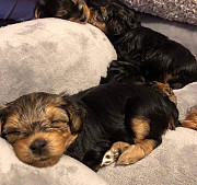 Yorkies available from Lansing
