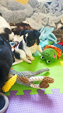 adorable chihuahua puppies ready to go now Lake Charles