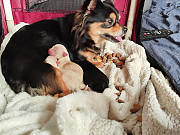 stunning teacup chihuahua puppies Estelle