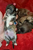 amazing chihuahua puppies for homes Opelousas