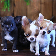lovely chihuahua puppies seeking homes Shively