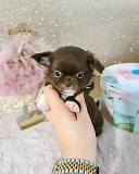 beautiful teacup chihuahua puppies McMinnville