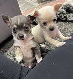 amazing chihuahua puppies for homes Roseburg